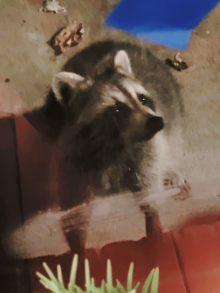 A young raccoon has it's front paws resting on the front step to a doorway. It is looking through the glass asking to come in. 