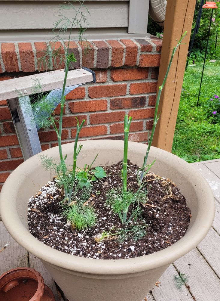 A patio pot of dill.  An hour earlier it had been fluffy and robust lovingly nurtuted from seed, and ready to be harvested for a delicious sauce to accompany smoked, grilled salmon. Nothing remains but sad, denuded stems after a greedy groundhog devoured more than its share. 