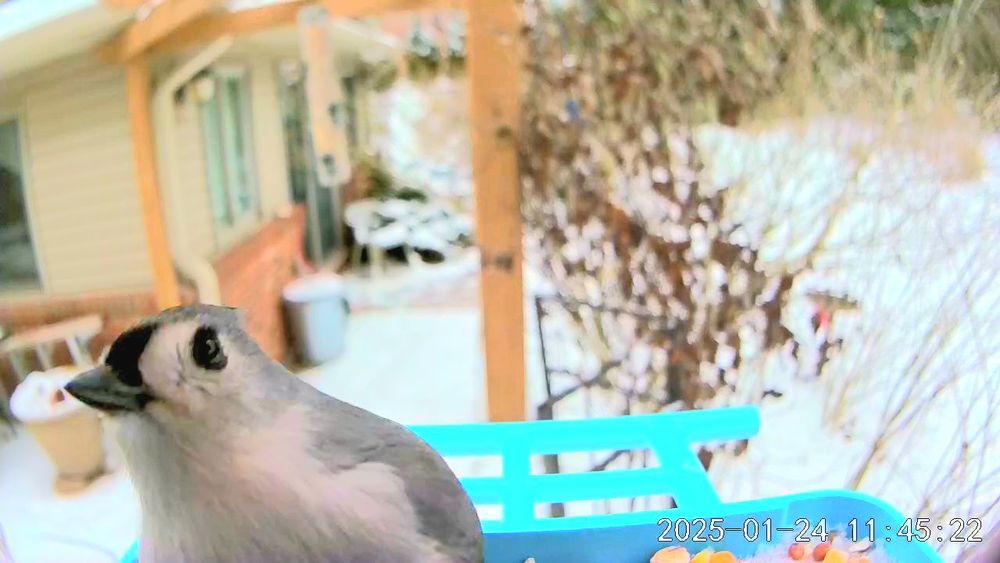 A small bird, a tufted titmouse,  with a white belly, blue-gray back and wing feathers, and a small feather tuft on their head sits on a feeder tray.  Their head is tilted to one side. they are looking inquisitively into the camera. 