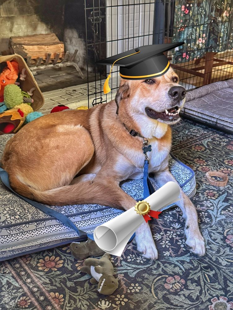 A tan and white pup is laying on his bed, in front of the hearth. He is wearing a graduation cap and tassle. A diploma is between his feon paws. He is wearing a very happy, proud expression.