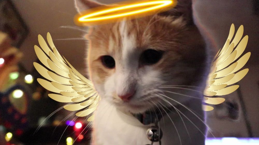 An orange and white cat with an exceptionally angelic look on his face.  He has a golden glowing halo and wings because he has been 100% goode. 