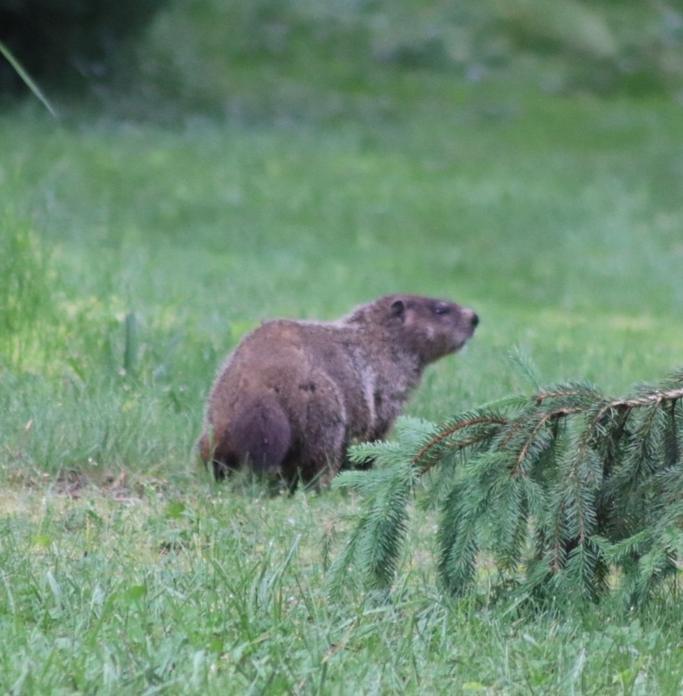 A fat, fuzzy brown groundhog looks over their shoulder.  They are scurrying away to the cover of spruce trees after having been caught red pawed devouring all of the herbs growing in patio pots.  They know they are a jerk, but cannot help it. 