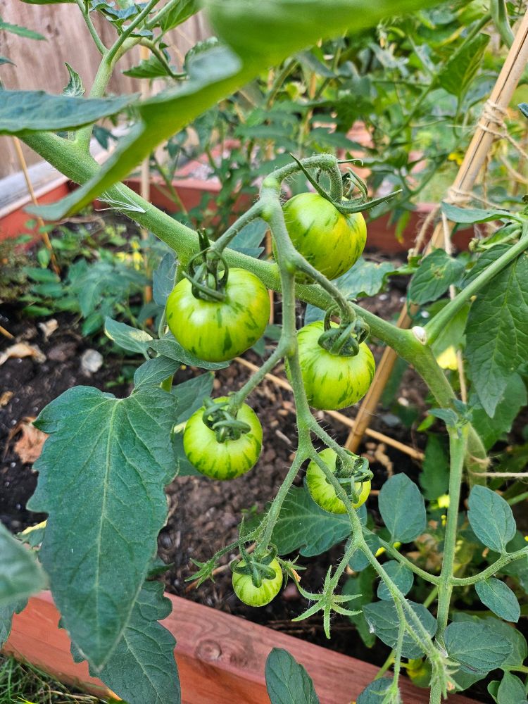 A close up of one of the vine clusters, green-striped unripe tomatoes of varying sizes.