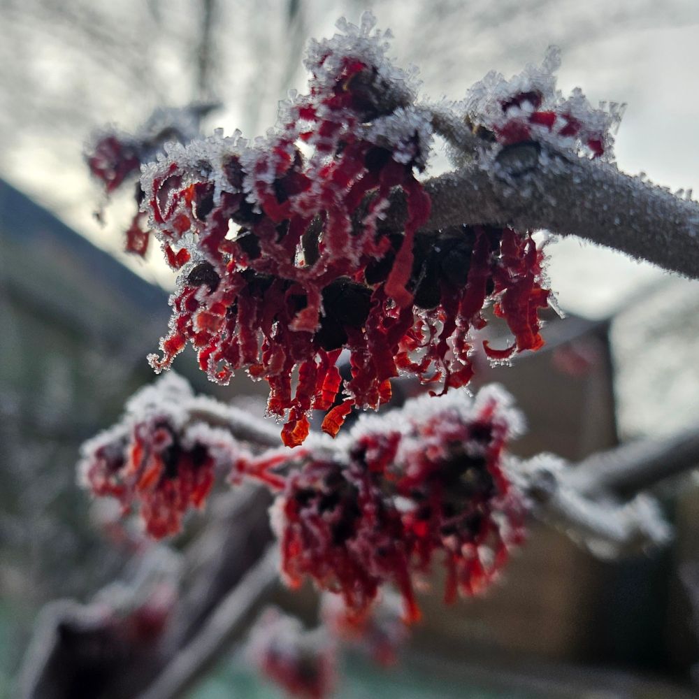 A close up picture of a cluster of red witch hazel flowers, covered in white frosty "feathers".