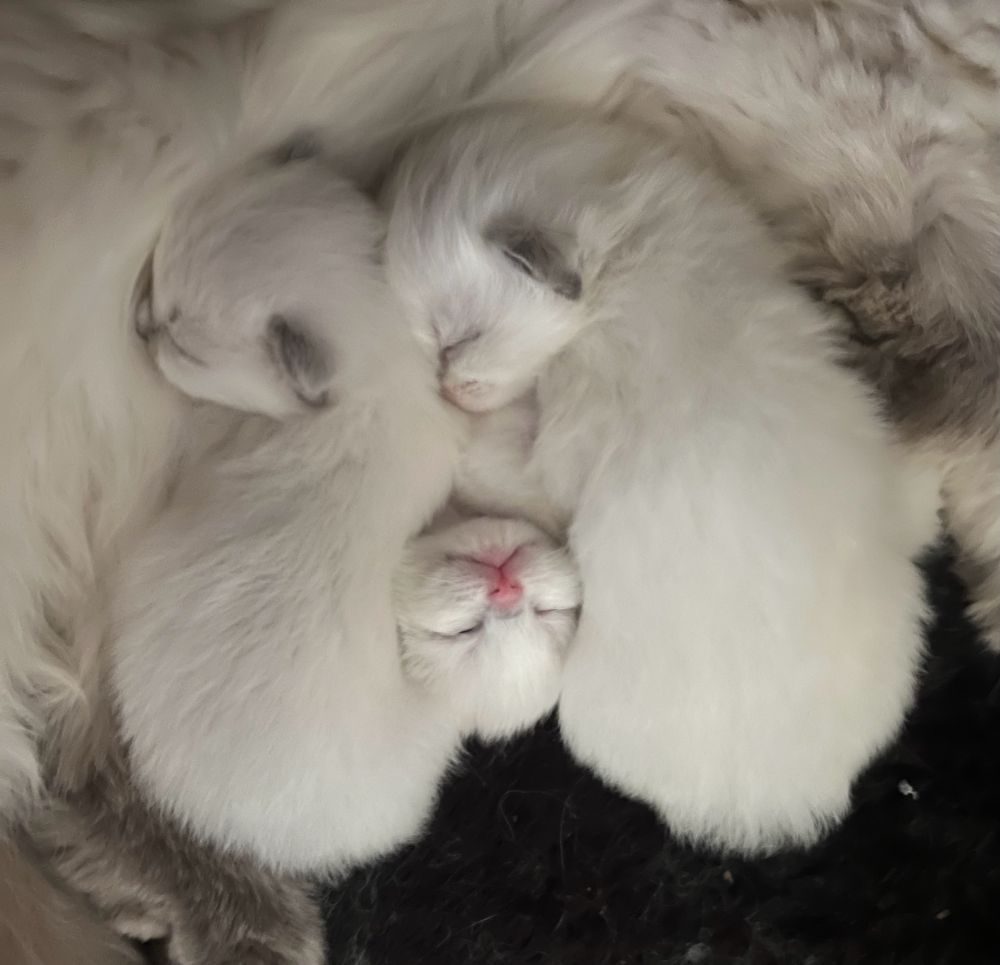 Drie witte kleine kittens liggen bij moeder poes. Eentje ligt op de rug: gesandwicht tussen de andere twee.