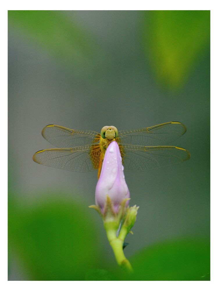 Dragonfly 