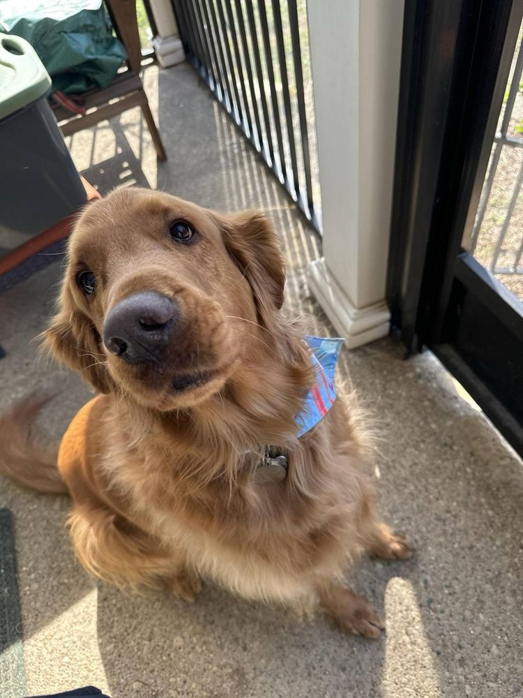 A golden retriever sits patiently, waiting for the photographer to open the screen door.