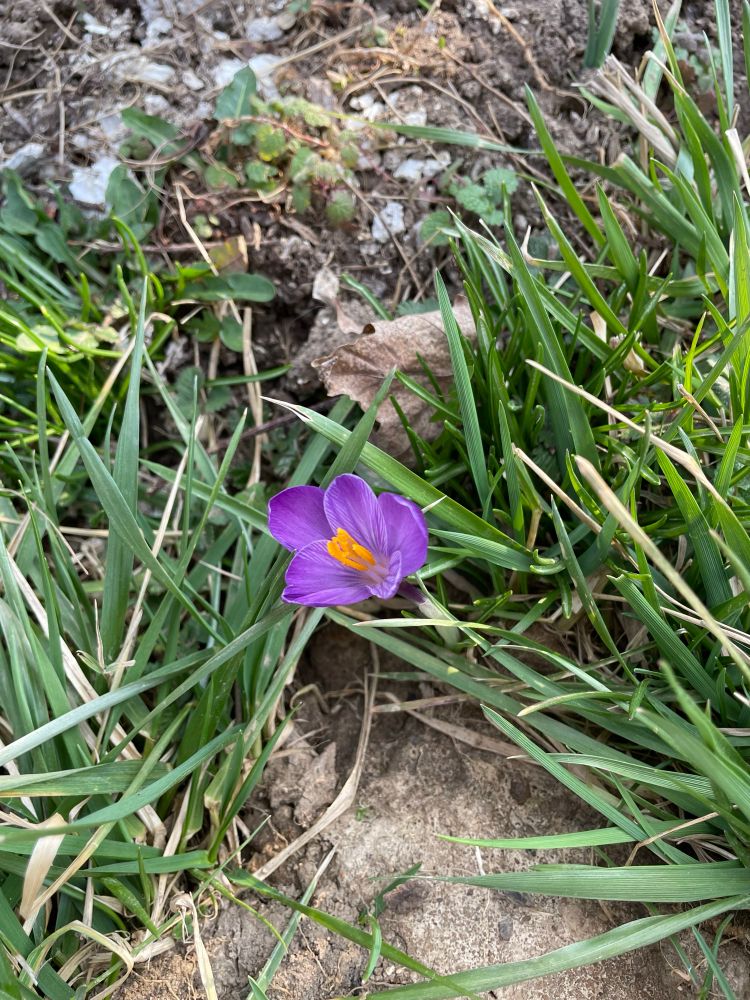 Purple crocus surrounded by grass