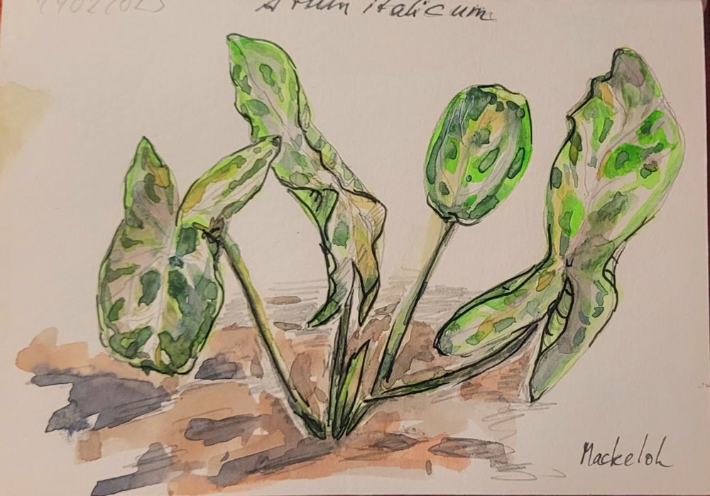 Aquarellskizze,  mit Bleistift und Fineliner überarbeitet: eine Pflanze wächst mit 4 großen pfeilförmigen gefleckten Blättern aus dem Waldboden