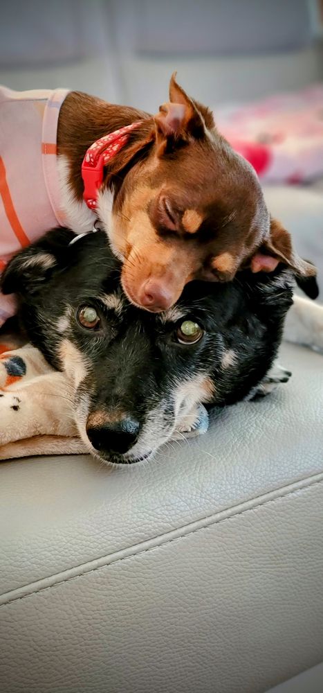 Tobey on the bottom with Cassie, the chihuahua hugging from the top. 