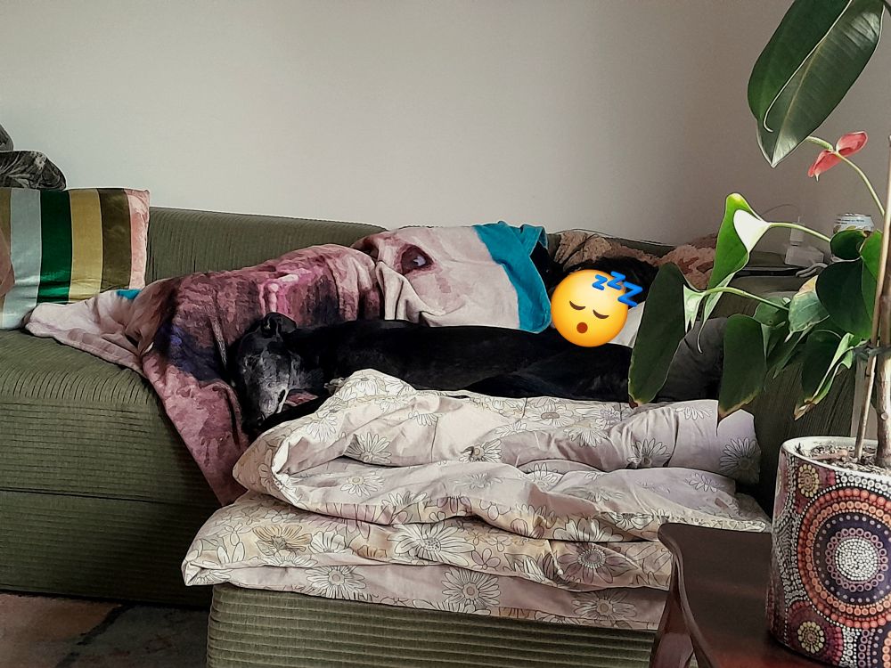 Shape of a napping person under a blanket with a black greyhound snuggled up to her. This is my sister and my dog. Marly. My sister's face has been obscured by an emoji for her privacy.