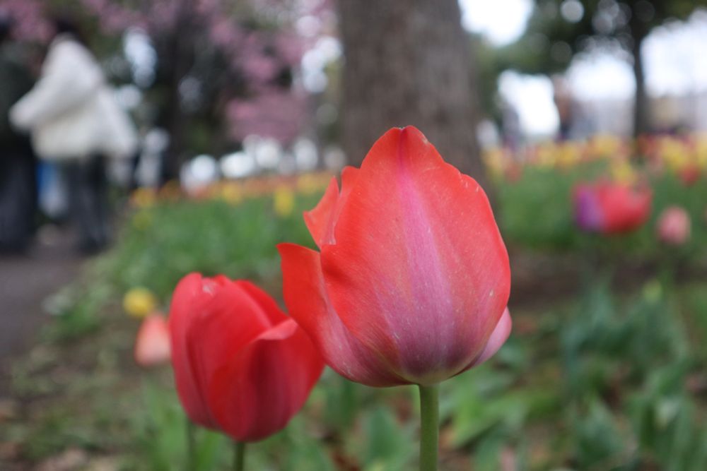 Two red tulips from Diver City, Odaiba. The background is blurred but you see the rough shapes or other tulips in all kind of colours, as well as blurred cherry blooms and a tree trunk