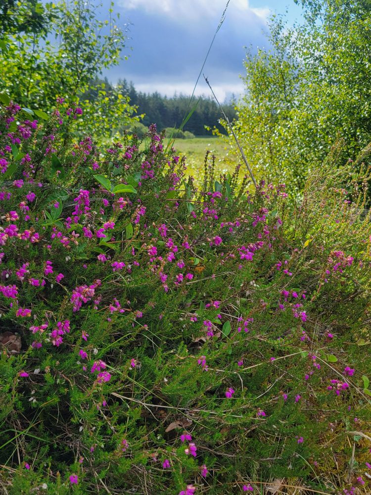 Pinkish purple flowers in the foreground and a very green landscape receding toward a partly cloudy sky