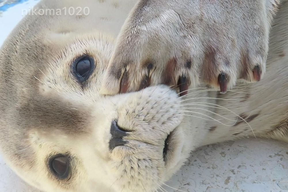 @nikoma1020 on Instagram