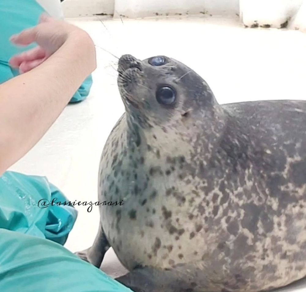 @lassieazarasi on Instagram