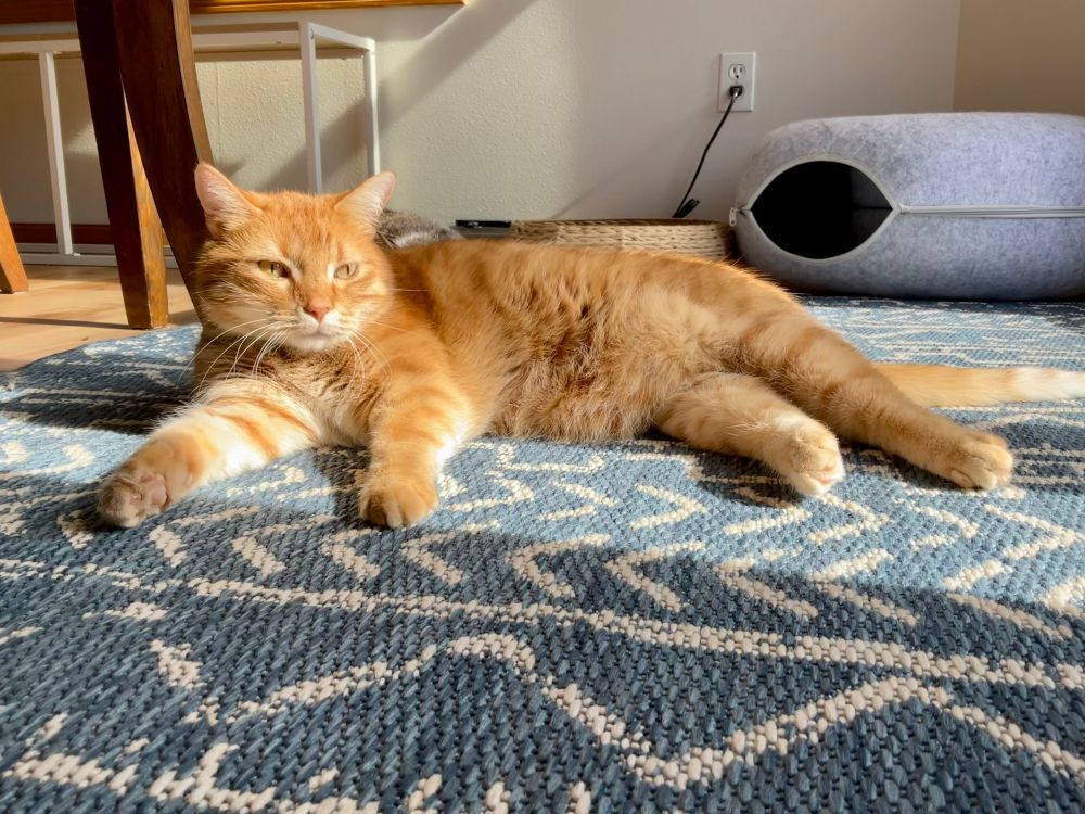 Ginger cat sprawled on a blue rug.