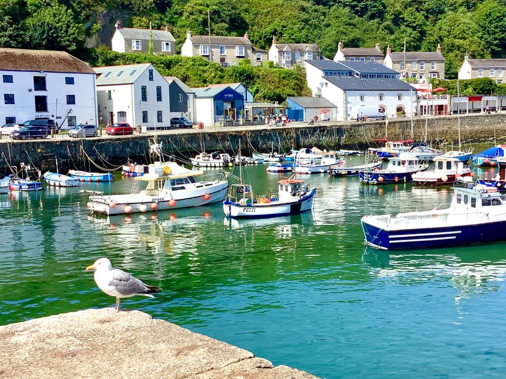 A harbour. The sea is a ridiculously beautiful turquoisey-blue colour, with a number of small boats dotted all over its water. In the foreground is a small patch of concrete with a herring gull standing on the edge. In the background, there is a quay with people walking up and down it, a few cars, and then buildings and houses behind, building up into the hillside before it turns into an abundance of trees.