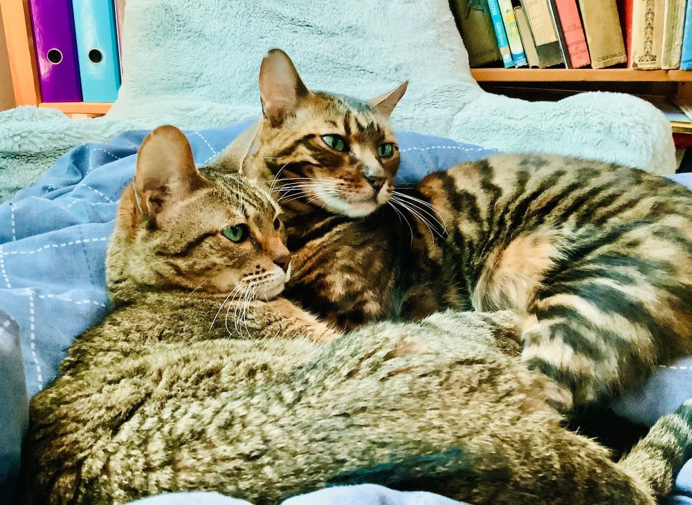Two cats lying on their sides, curled in opposite directions so that their heads are together and so are their back legs, but their backs curve away from one another. The close one is light brown and spotty, though the spots aren’t very vivid; the further one is brown with darker brown stripes. They are both lying on a blue duvet and staring off into the distance; the nearer cat looks suspicious (she isn’t, it’s her default expression) and the further cat looks wistful (I don’t know how, he’s probably wondering whether it’s worth getting up to pounce on whatever has caught their attention). There’s a bookshelf in the background with books on one side and folders on the other. The folders also contain (printed copies of) books.