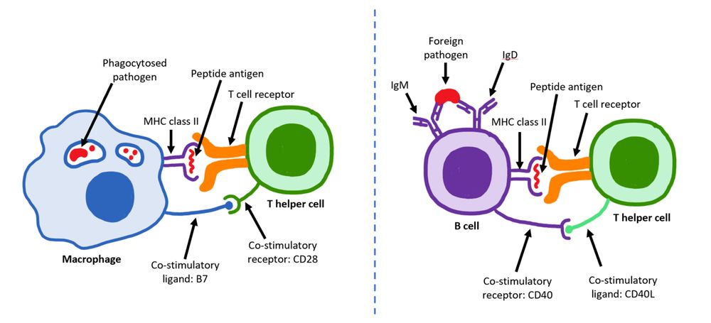 Image from https://en.wikipedia.org/wiki/CD28_family_receptor