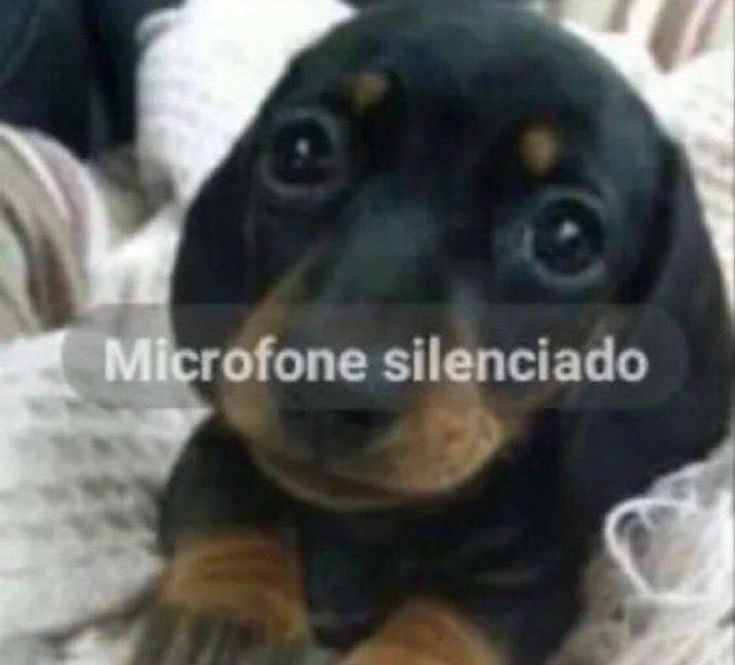 cachorro microfone silenciado
