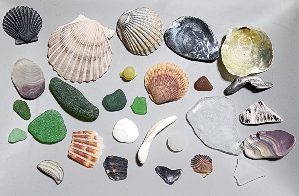 Scallop shells, jingle shells, shell bits, green, brown and clear seaglass, bonfire tin piece.