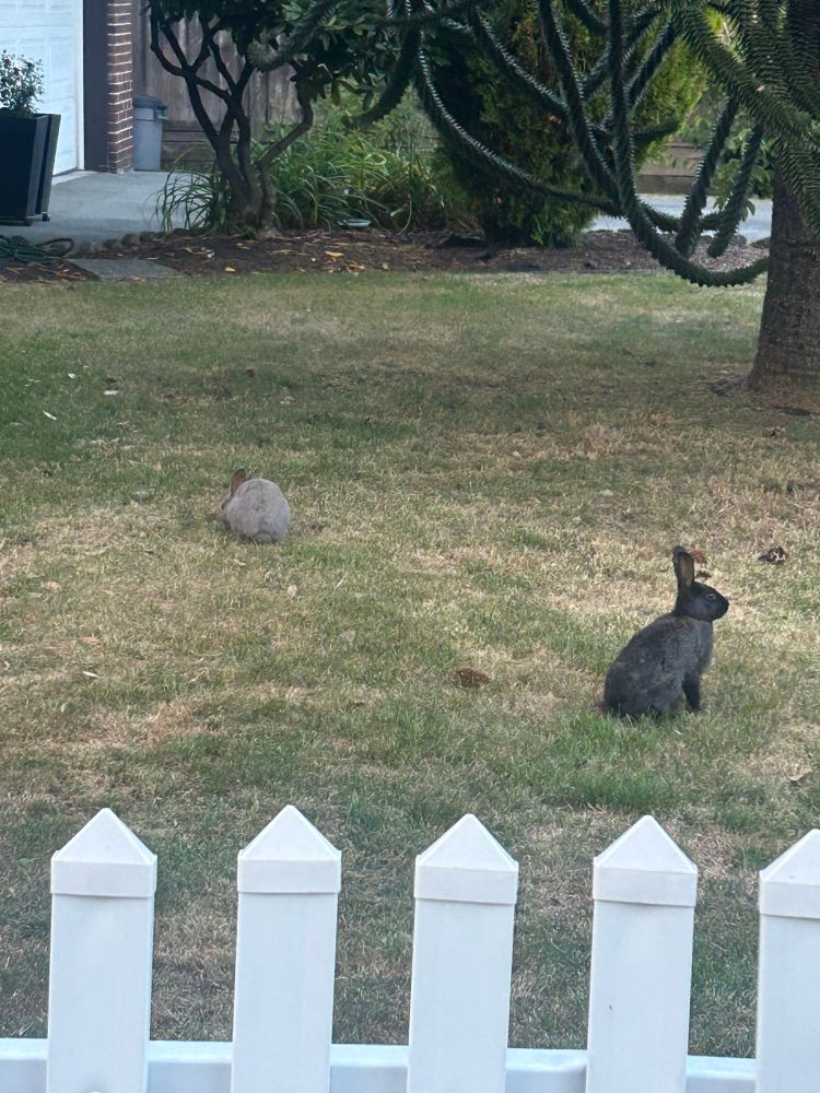 Bunnies