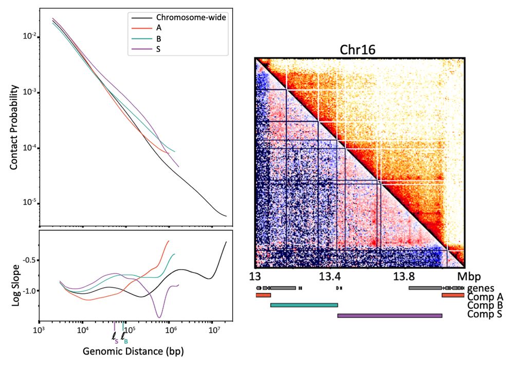 Left: Contact frequency curves for the whole chromosome, and A, B, and S comps, along with the log-derivative curves, showing an extrusion shoulder around 40-60 kb in S compartments. Right: a snippet of a contact map showing extrusion features — local contact enrichment along dots and lines that are especially visible in S compartments.