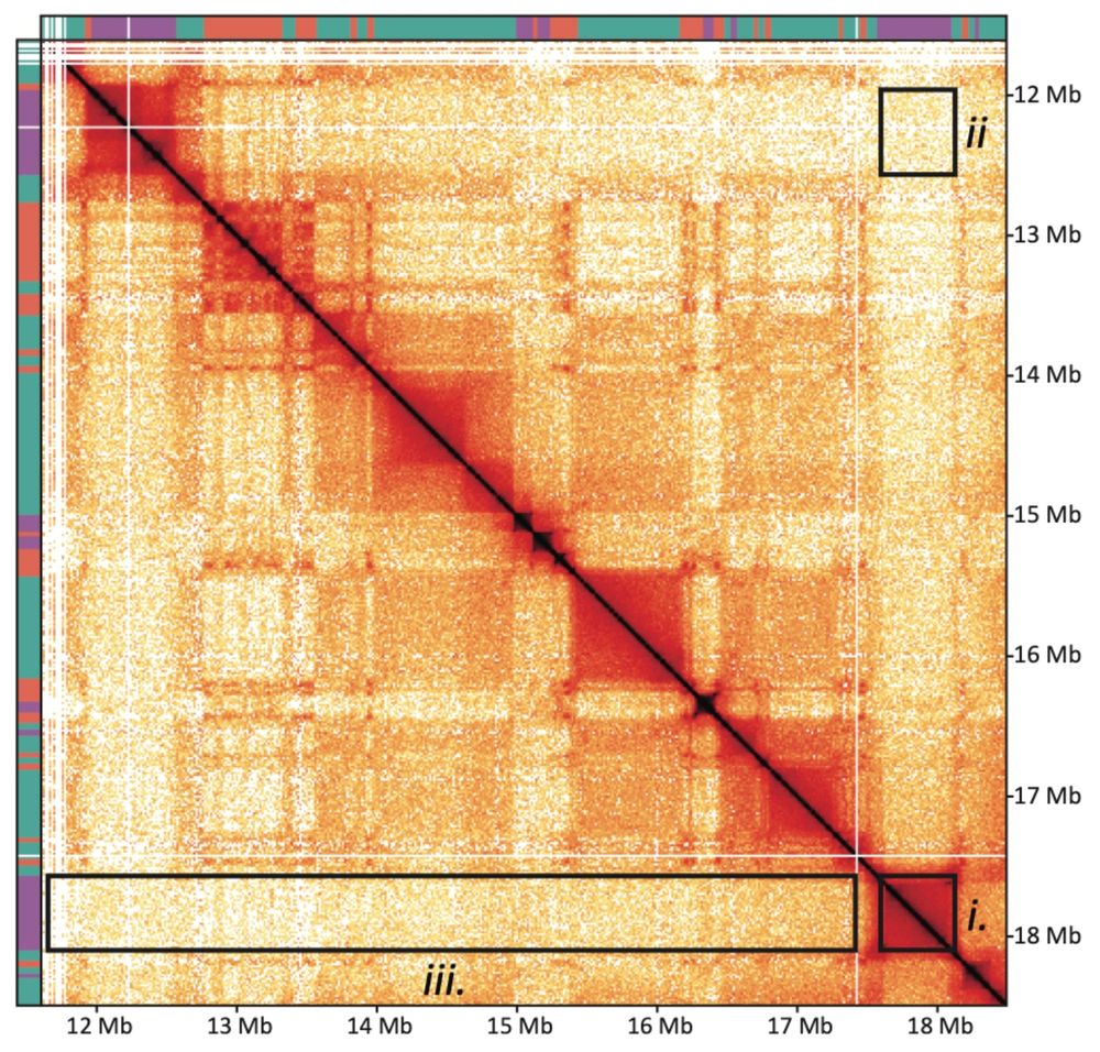 A 7 Mb window of a Hi-C map of silkworm genome showing the newly observed “S compartments” as well as typical Hi-C features (checkerboard A/B compartment patterning and small on-diagonal TAD-like domains). Thin filled colored boxes along the axes mark A, B, and S compartments (red, green, purple). Boxes on the map outline 3 features of S compartments: i) on-diagonal contact enrichment, ii) off-diagonal contact depletion between S compartments, iii) smooth depletion of S and all other parts of the chromosome.