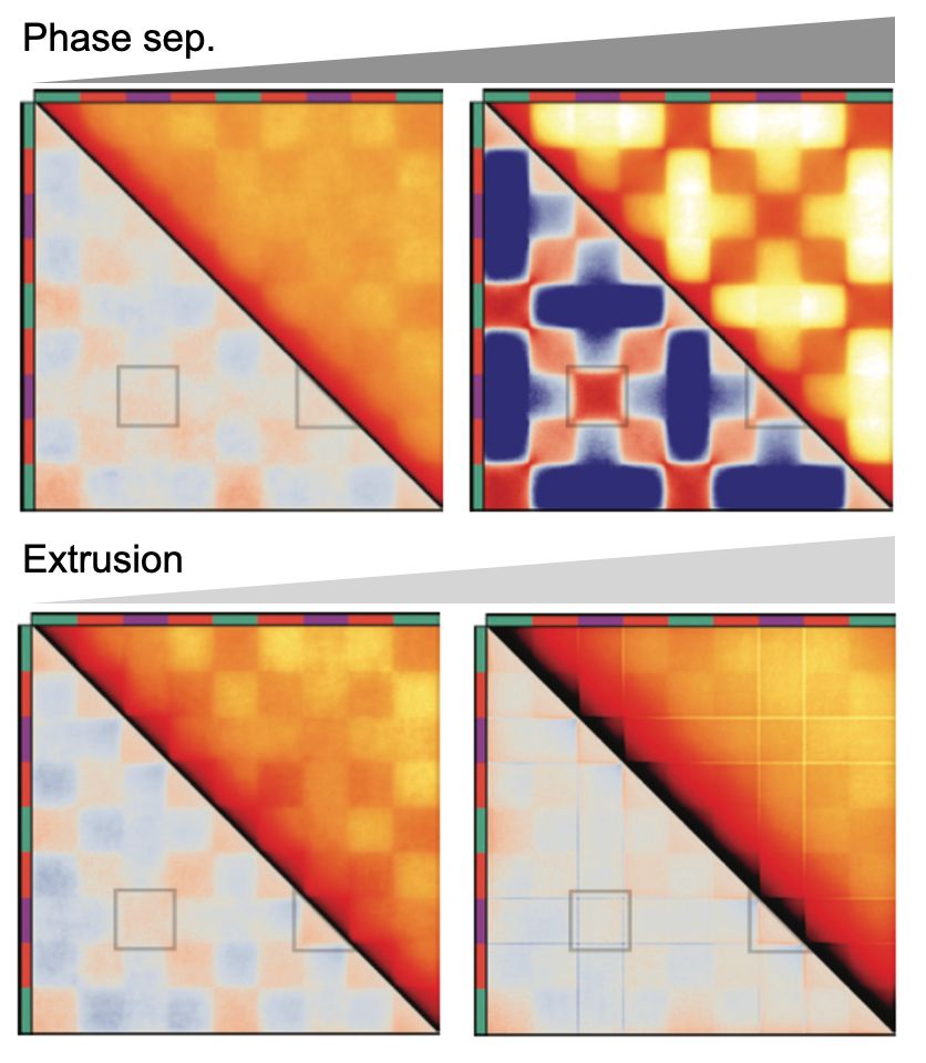Hi-C maps from simple models of compartmentalization. Two maps in the top row show the result of weak and strong affinity-mediated microphase separation: on-diagonal S contacts are always correlated with off-diagonal inter-S compartment contacts.  Two maps in the bottom row show that increasing the abundance of loop-extruding motors uniformly suppresses compartmentalization and does not give unique S compartment patterning.