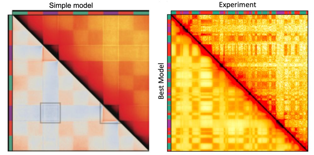 Two contact maps. Left: split map showing contacts and observed-over-expected for a simple compartment model in which loop extruders preferentially load within S compartments (indicated by purple on axes). All 3 features: i) on-diagonal contact enrichment, ii) off-diagonal inter-S depletion, and iii) depletion of contacts between S and entire chromosome are visible. Right: split map showing the agreement of the best simulation model of an experimentally observed compartment configuration and the corresponding Hi-C map from experiments. 