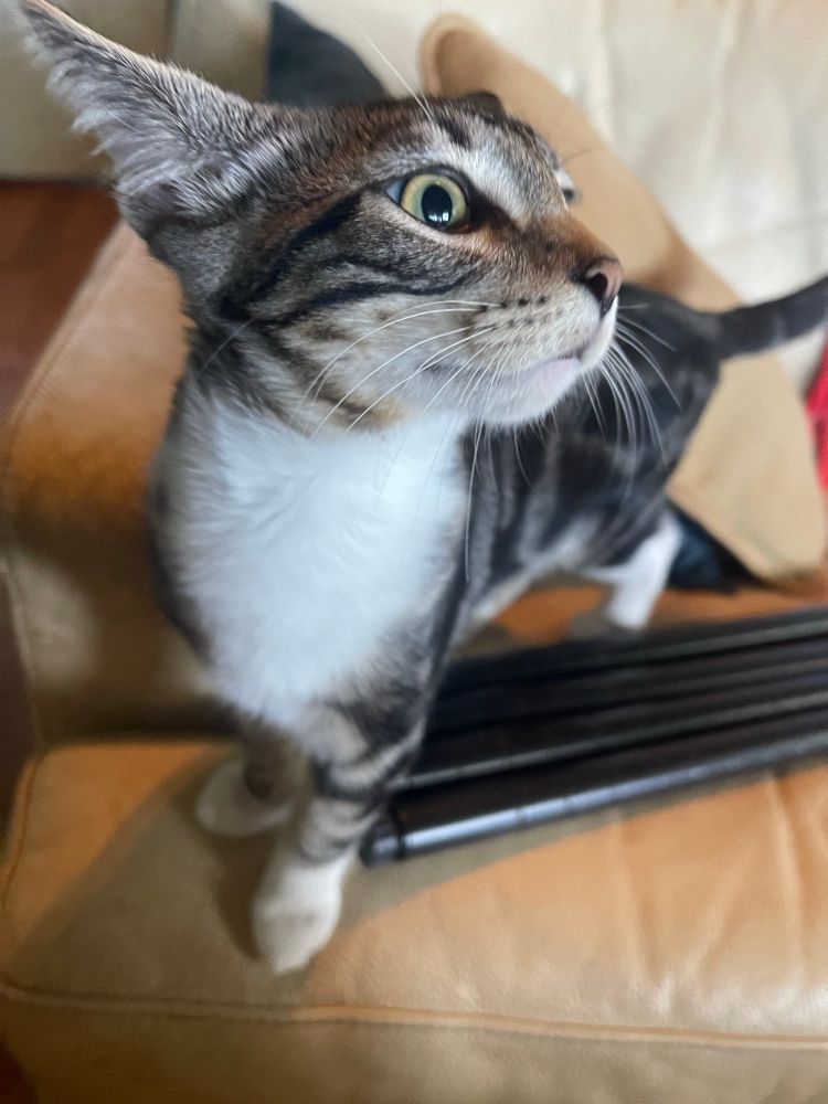 Nalu, Striped tiger cat looking surprised with ears back. 