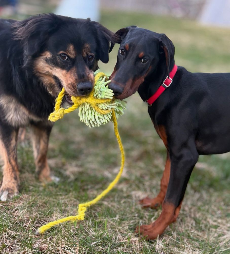 Friday morning fun with my perfect mutt and her doberman sidekick who will be heading to her new home Tuesday.  #DobermanPinscher