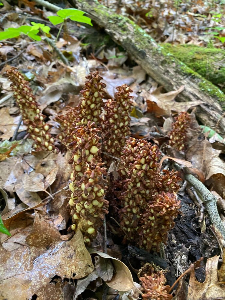 Bear corn growing through a shallow layer of dead leaves, mostly oak. 