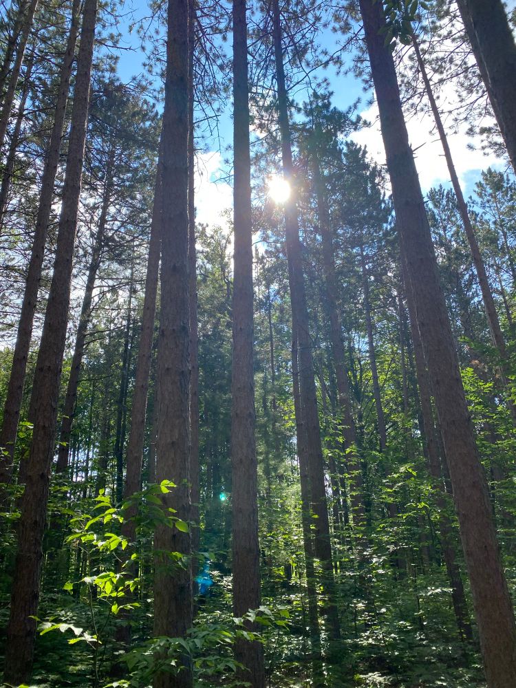 Looking up through pine trees on a sunny summer day while hiking a trail in northwest Michigan. The sun and its rays are peeking through the stand of trees. 