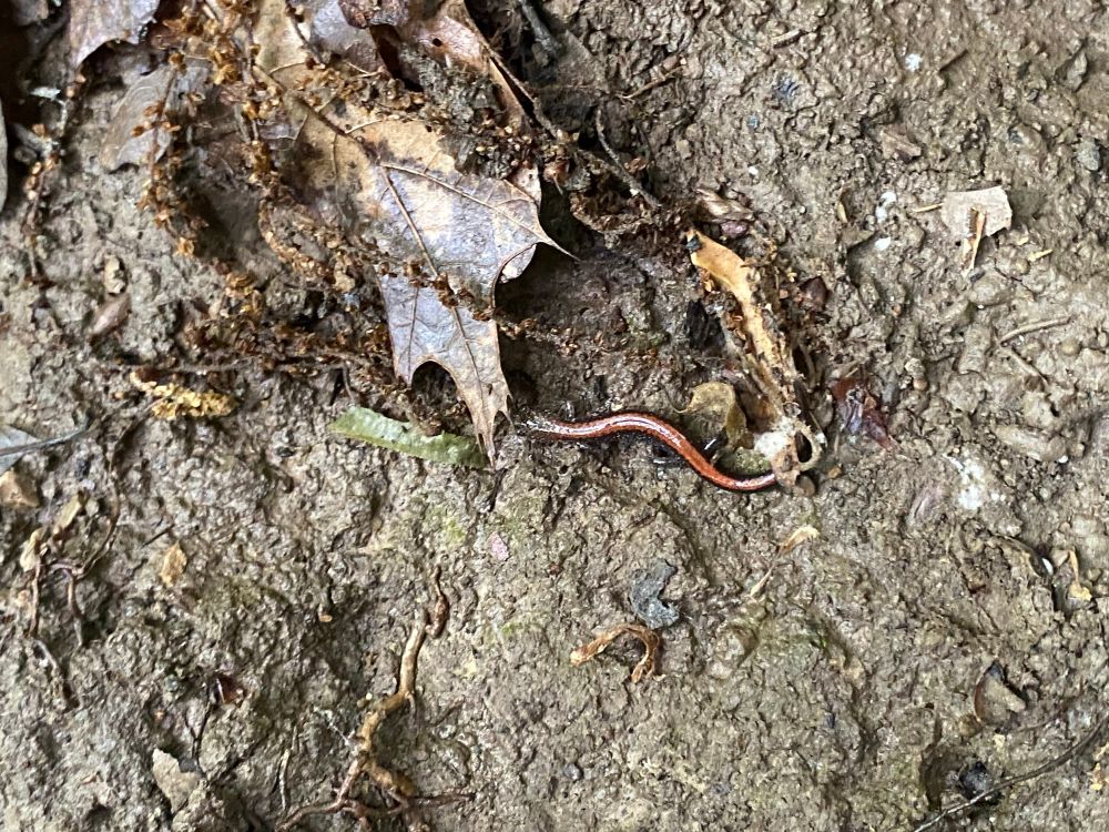 A freshly metamorphosed Eastern Red-backed Salamander walking on mud towards a dead oak leaf for cover. 