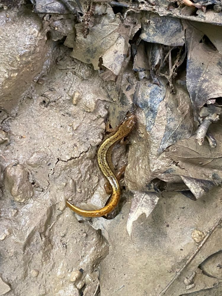 An adult Southern Two-lined Salamander in a depression in the mud after lifting up a rock in a dry stream bed. 