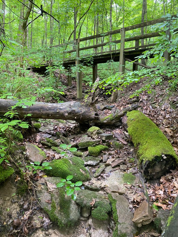 A view of an old trail bridge over a stream from a vantage point just downstream of the bridge. 