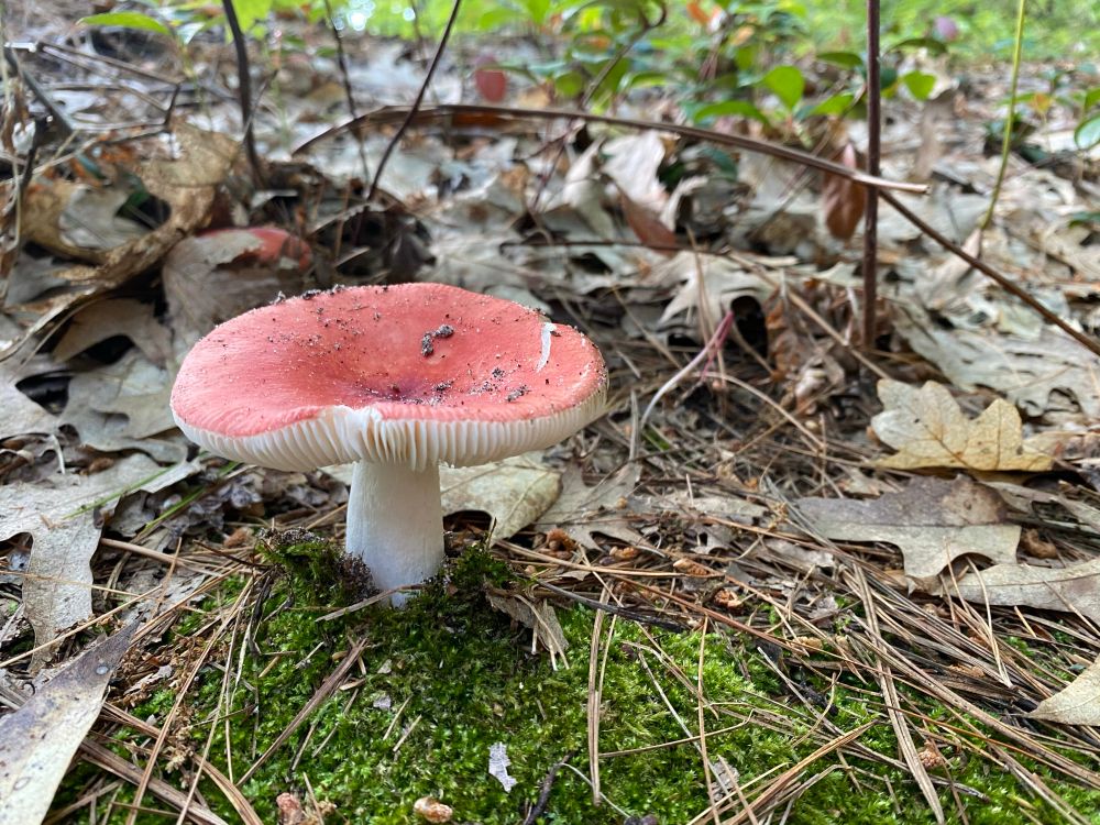 A white mushroom with a pink cap is growing through moss in a deciduous mixed hardwood forest. It’s surrounded by fallen red and white oak leaves. 