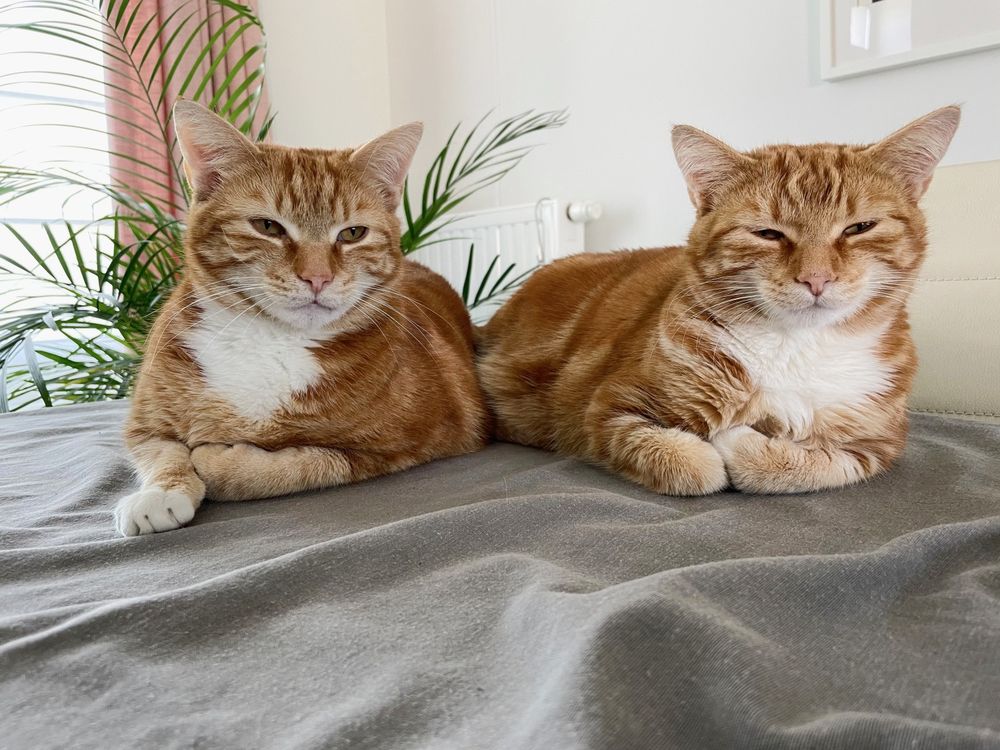 2 cute ginger tabby cat brothers called Yuki and Dapper, sleeping on the dinner table. 