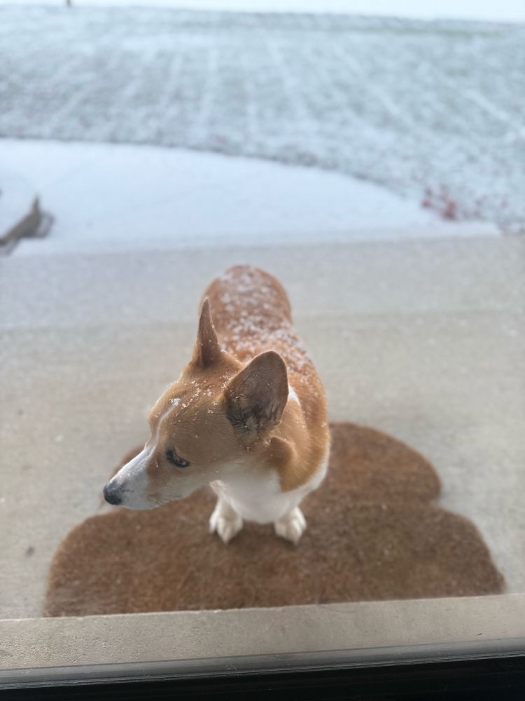 A corgi on a porch covered in a light dusting of snow with a snow covered yard behind her