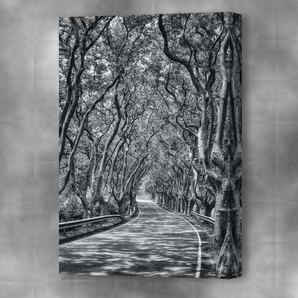 @marco5ales -> https://marco5ales.com/featured/tree-lined-road-places-the-way-forward-marco-sales.html