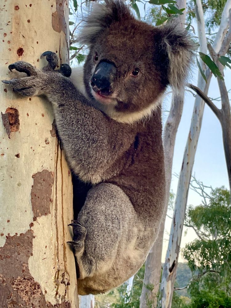 Koala. Photo credit: K Burke da Silva