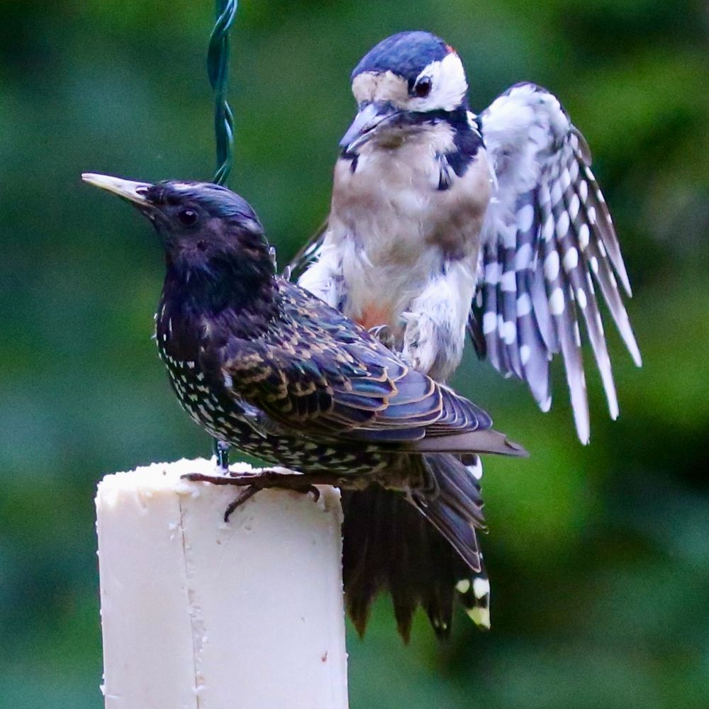 This is a photo of two bird having a disagreement regarding food. A Starling and a Woodpecker