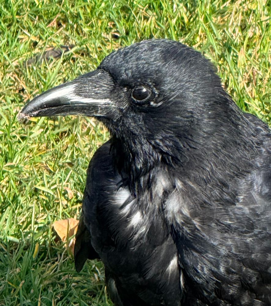 I met this friendly crow yesterday in a park in Stuttgart. 
Hoping for treats.