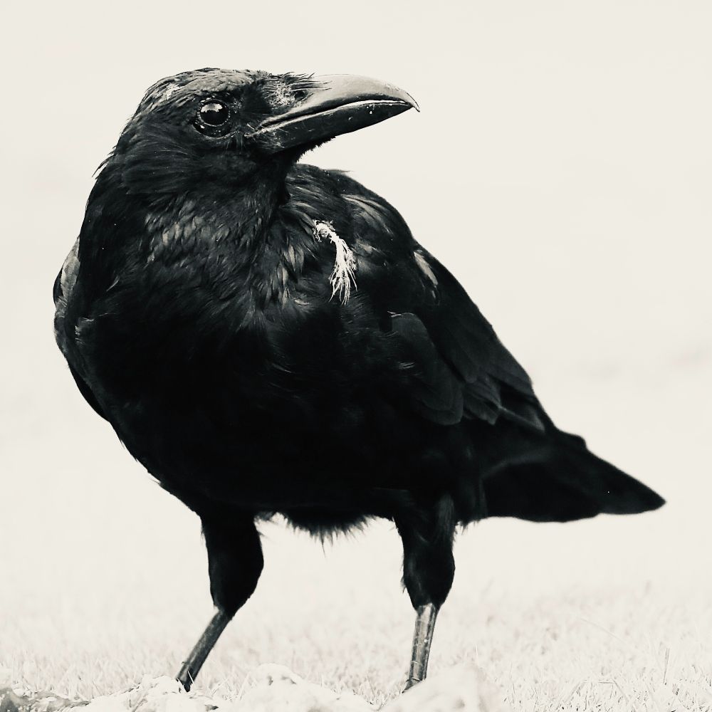 Photo of a Crow on a lawn looking for something to eat