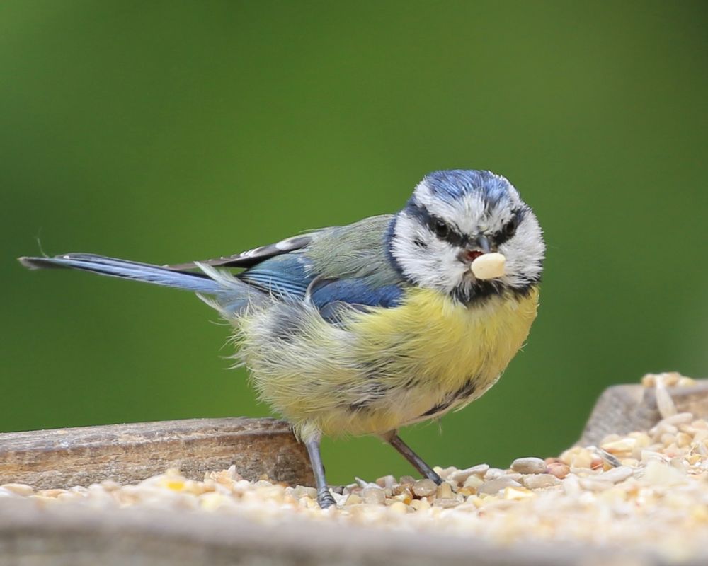 A Blue Tit sitting right in the middle of a seed tray with a sunflower seed in its beak.