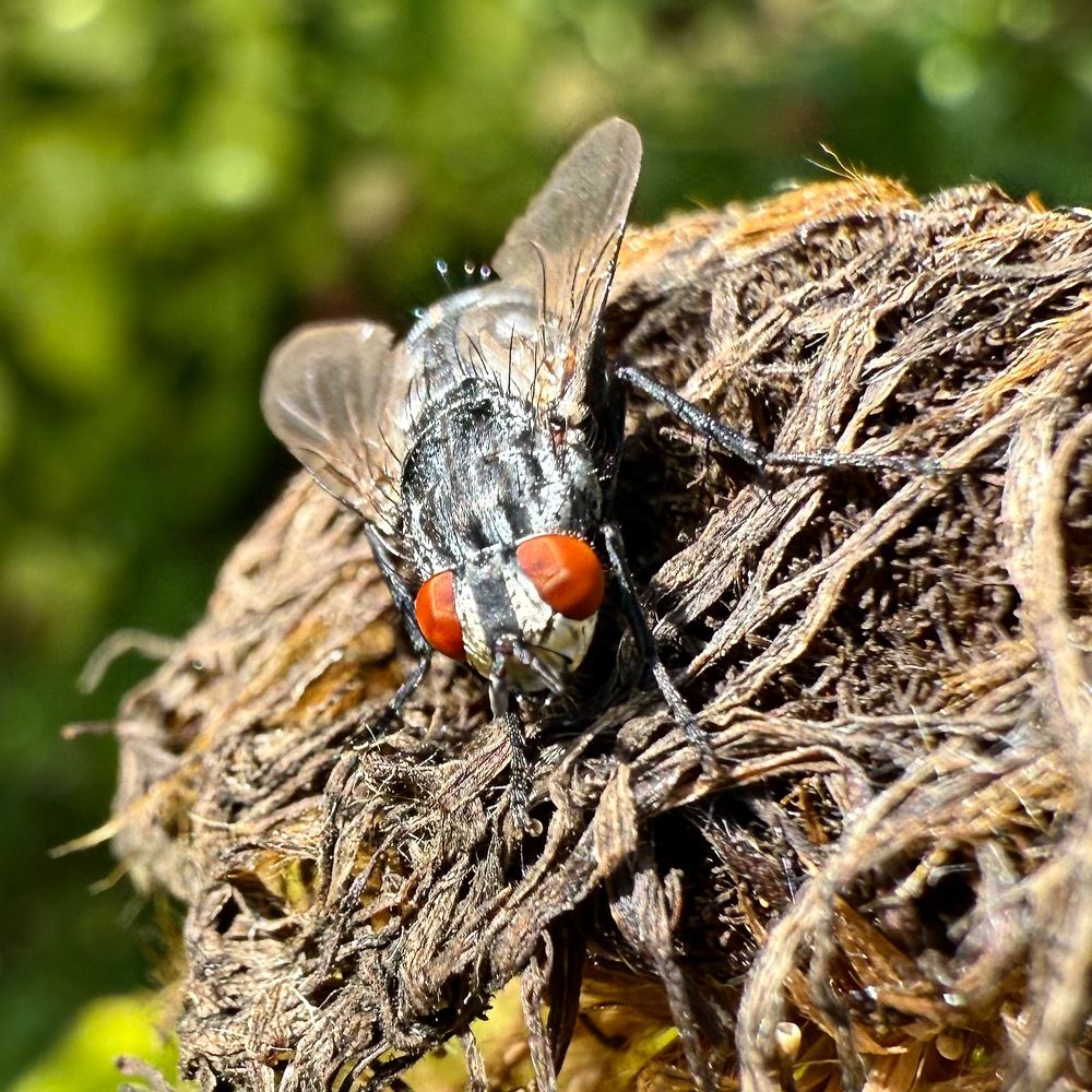A House Fly sitting on a dead flowerpod. Big orange eyes. Body is black with white stripes