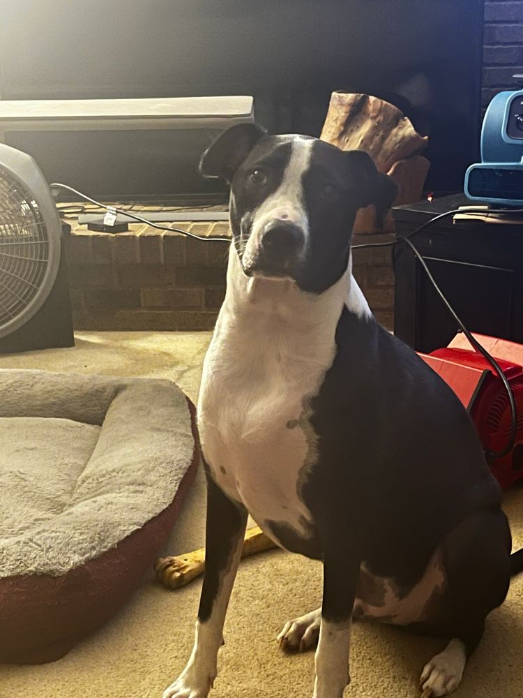 Tatum tonight at 1 year old. 