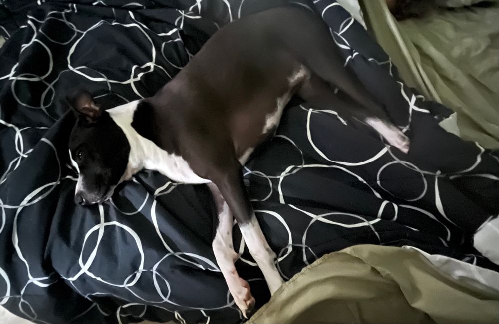 Same black and white puppy, 7 months later. 