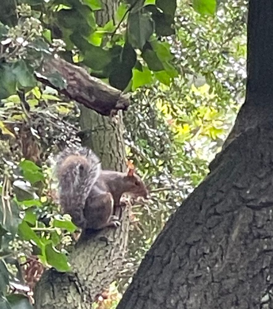 A grey squirrel sits side on, on a large branch of an oak tree